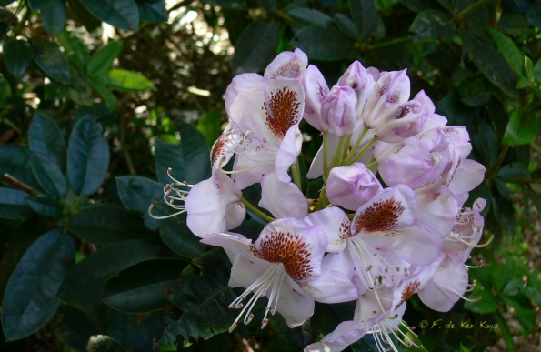 Bois des Moutiers (23) Juin 2012